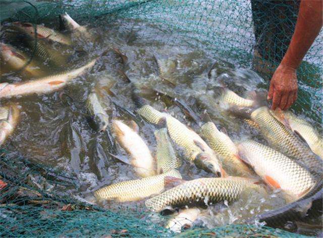 鯽魚孢子蟲一般發(fā)生在四兩規(guī)格前