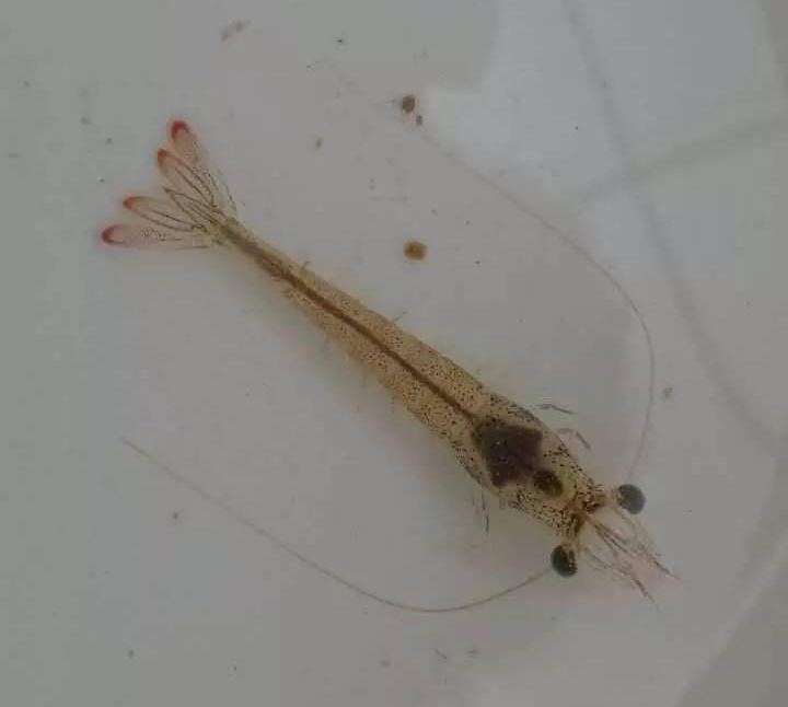 高溫多雨天氣，白蝦養(yǎng)殖需要注意哪些問題