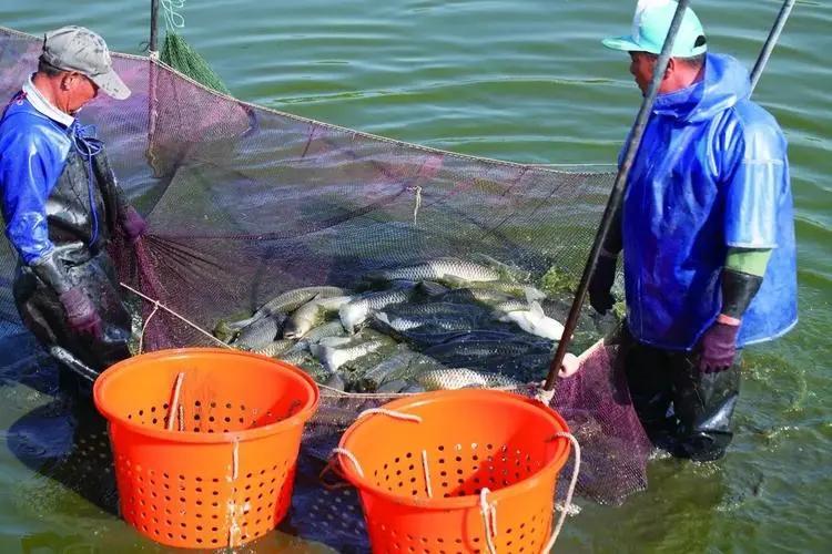 近期草魚苗指環(huán)蟲病害多發(fā)，建議先凈水后殺蟲消毒