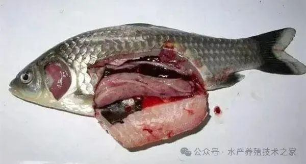 魚類會有肝病的種類
